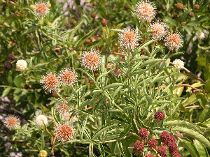 photo of Buttonbush in flower