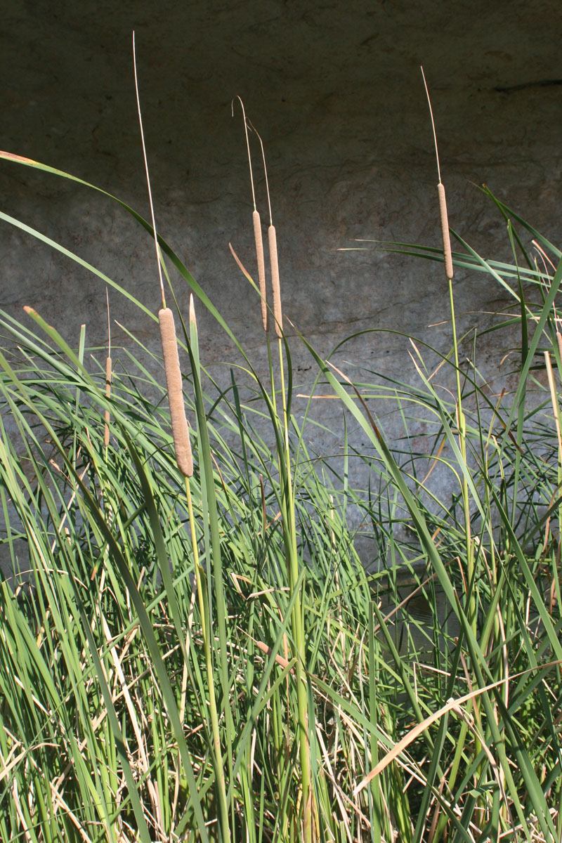 photo of cattail