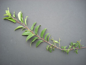 photo of black cherry branch