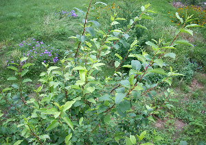 photo of black cherry