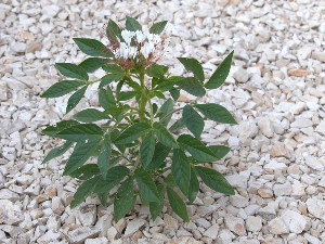 photo of Clammyweed plant