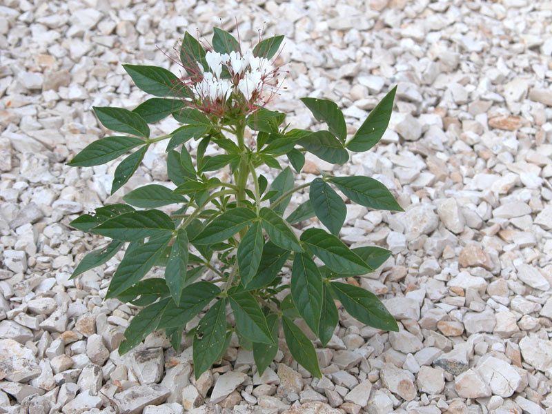 photo of clammyweed plant