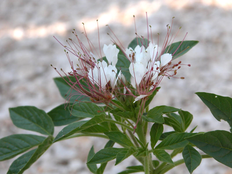 photo of clammyweed flower