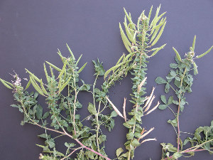 photo of Clammyweed fruit