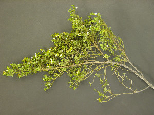 photo of creosote branch