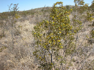 photo of creosote bush
