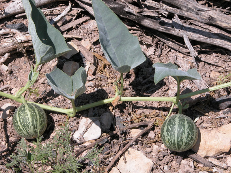 photo of Buffalo gourd fruit and leaves