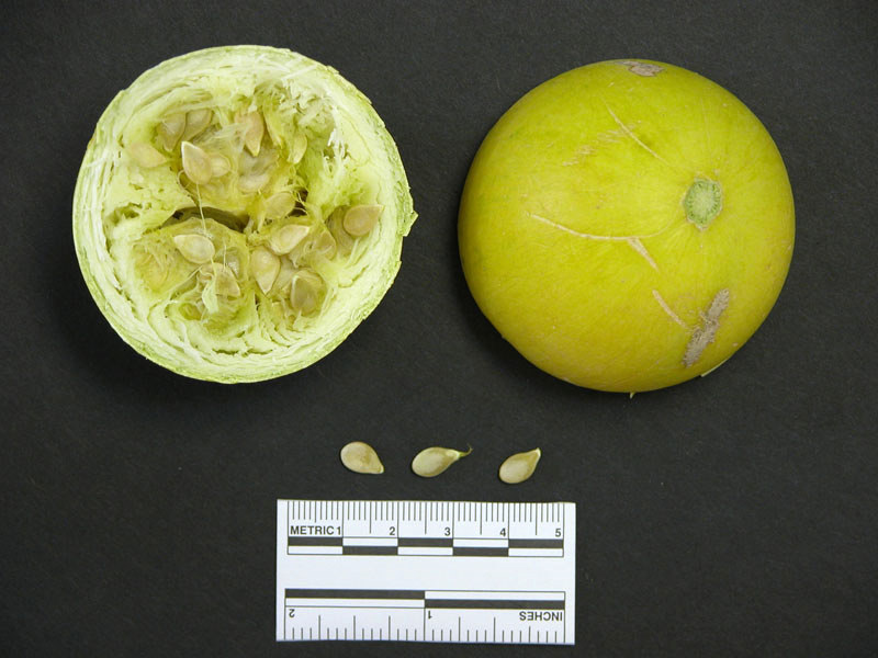 photo of Ripened buffalo gourd fruit and seeds