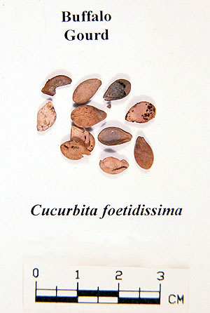 photo of buffalo gourd seeds