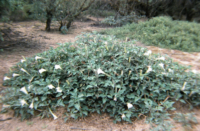 Photo of Jimson weed plant