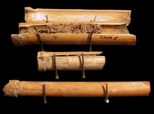 photo of Juniper leaves in common reed tube