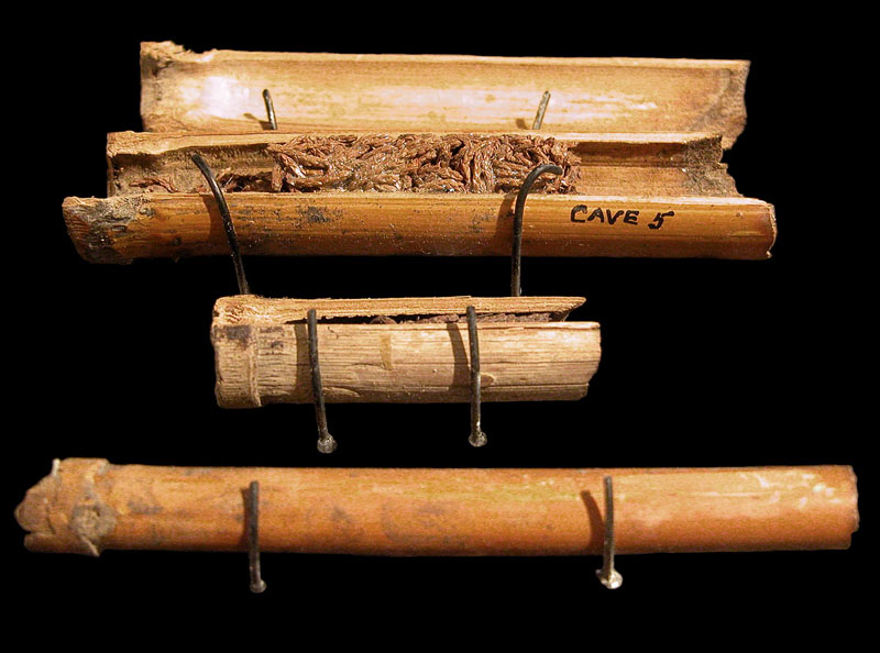 photo of Juniper leaves in common reed tube
