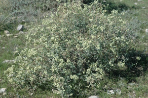 photo of Parthenium incanum (Mariola)