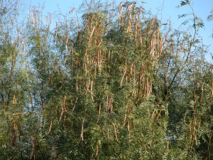 photo of Mesquite tree with ripe pods