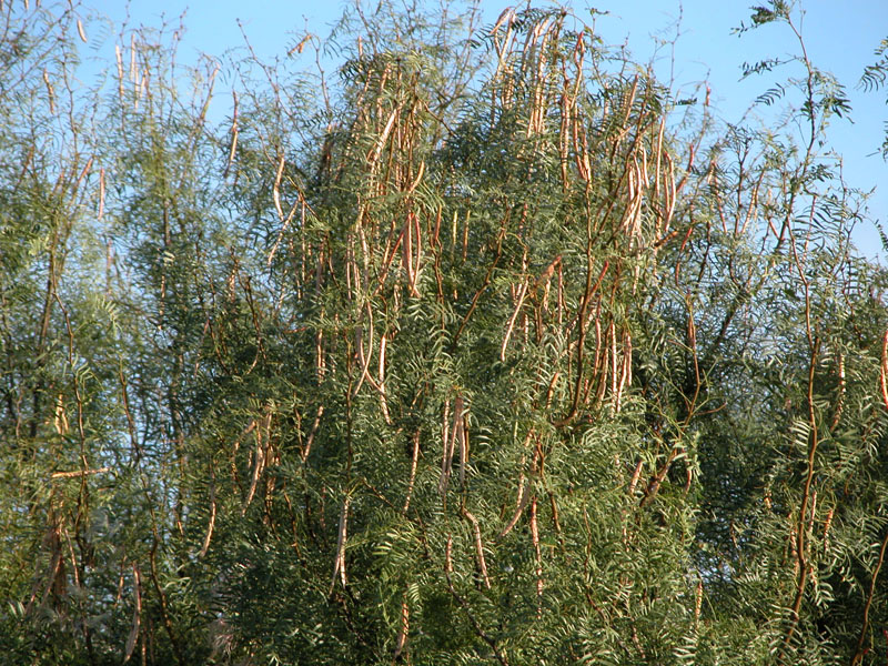 photo of Mesquite tree with ripe pods