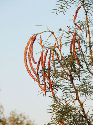 photo of Mesquite pods