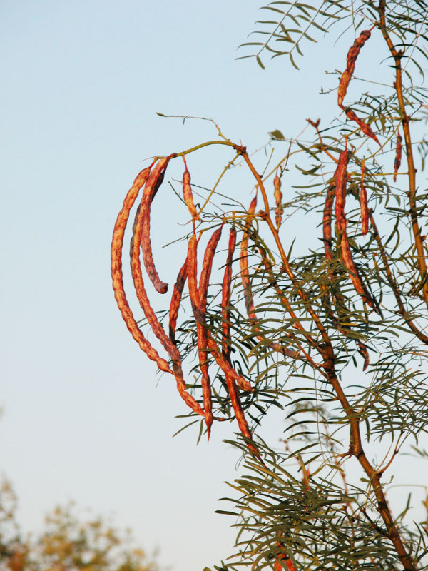 photo of Mesquite pods 