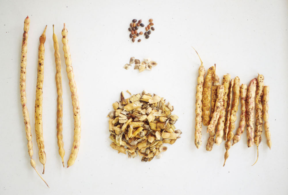 photo of mequite seeds, endocarps, and meal