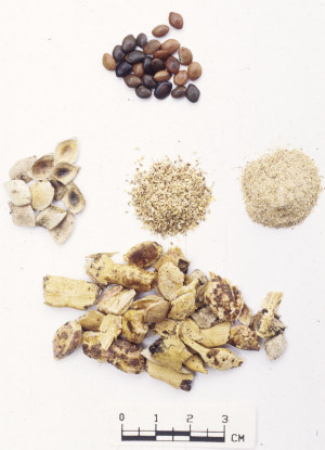 photo of mequite seeds, endocarps, and meal