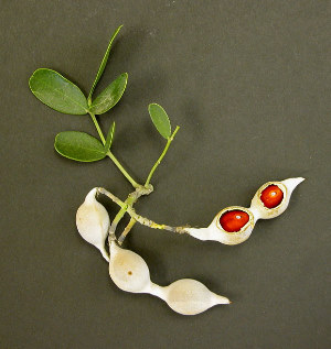 photo of mountain laurel pod cut open to reveal the red beans inside.