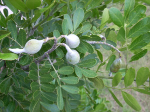 photo of mountain laurel with pods