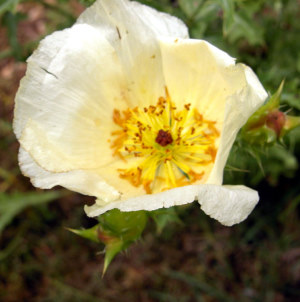 photo of prickly poppy flower