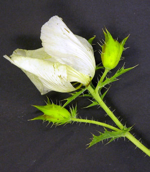 photo of prickly poppy with characteristic seed pods 
