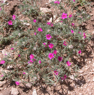 photo of purslane in flower