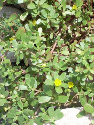 photo of purslane in flower