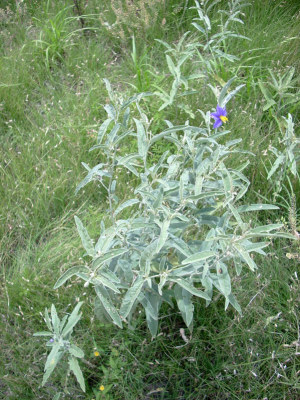 photo of silverleaf nightshade