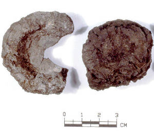 photo of charred fragments of the leaf base or sotol hearts