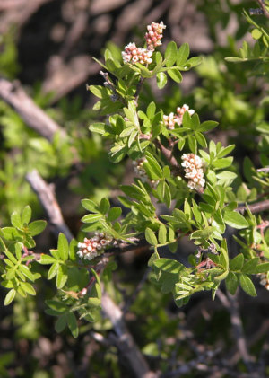 photo of Rhus microphylla (littleleaf sumac) in flower