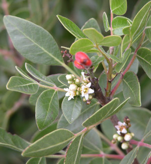 photo of Rhus virens (evergreen sumac) flower and fruit