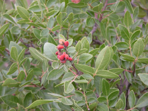 photo of Rhus virens (evergreen sumac) fruit.