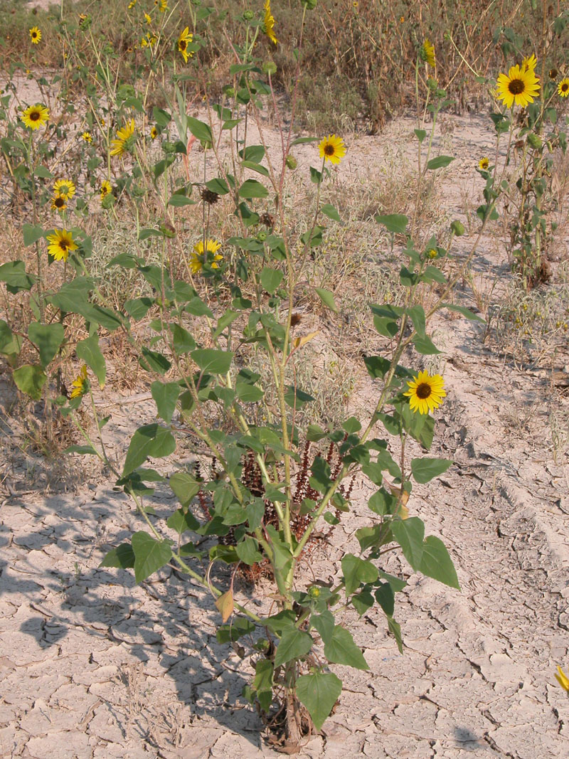 photo of sunflower growing