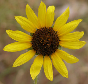 photo of sunflower