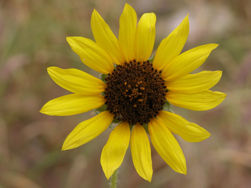 photo of sunflower