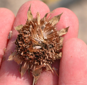 photo of Sunflower disk flowers with ripe seed