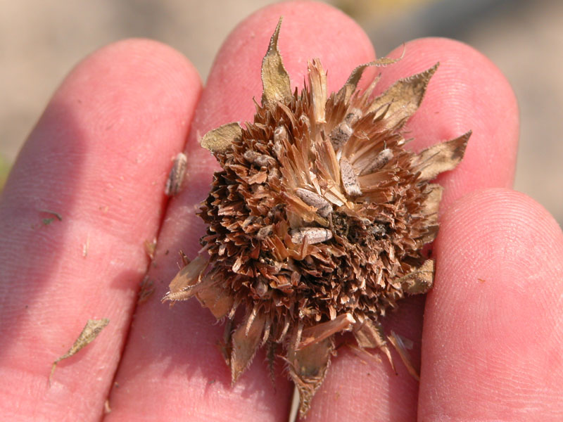 photo of Sunflower disk flowers with ripe seed