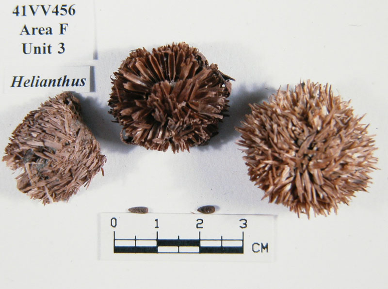 photo of Sunflower disk flowers 