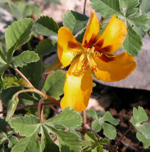 photo ofyellow show flower and leaf