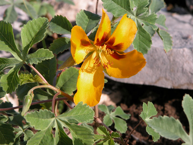 photo of yellow show flower and leaf