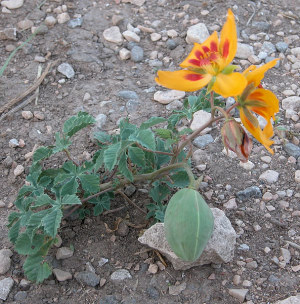 photo of yellow show flower and fruit
