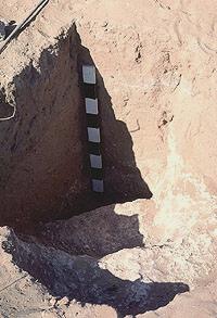A borrow pit. This photo shows a stepped entry into a large pit that has only partially been exposed. This pit was excavated with digging sticks (stick marks were found in side walls) into and through the caliche layer. Caliche was used to plaster floors and walls of pueblo rooms and pithouses and as an additive to the adobe of walls.