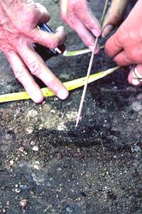 Exposing a burned corn cob on the floor of Room 20, one of the pithouses due west from the Firecracker pueblo.