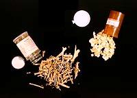 Egg shells and animal bone from fill of Room 25, a pithouse beneath the pueblo room block which was partially filled with trash by the pueblo occupants.