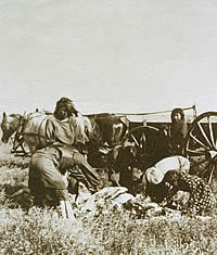 Black and white photo of Plains Indian women and children butchering a cow or steer obtained during a reservation "beef issue."