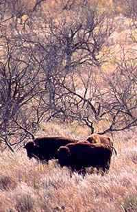 bison