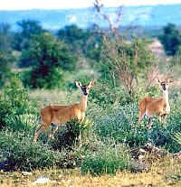 white-tail deer