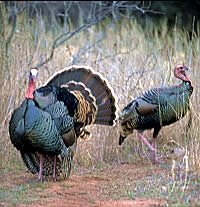 wild turkeys